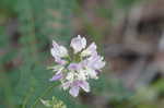 Purple crownvetch